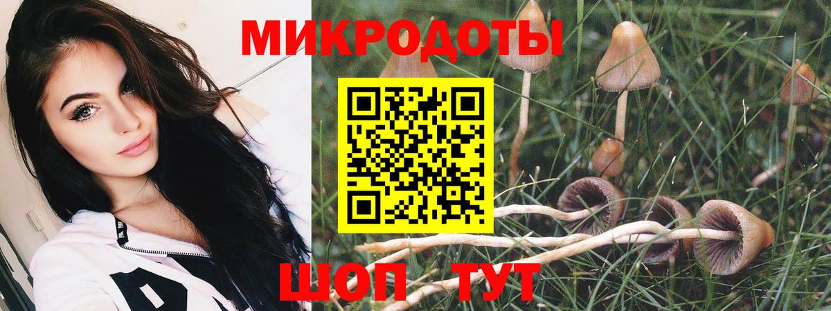 Элиста  Галлюциногенные грибы Psilocybine cubensis  Вход с VPN 